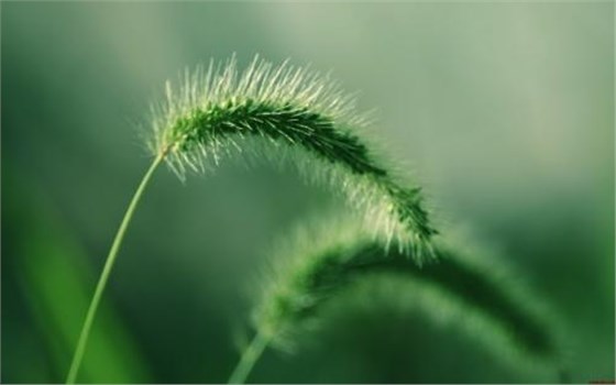 大力士 生物質(zhì)燃燒器