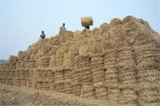 大力士 生物質(zhì)燃燒器