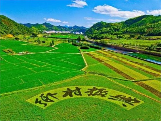 大力士 生物質(zhì)燃燒器