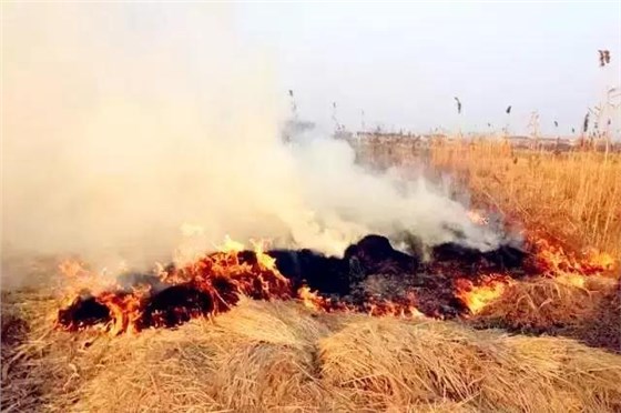 大力士 生物質(zhì)燃燒器